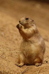 Prairie Dog