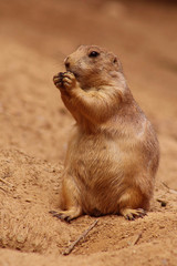 Prairie Dog