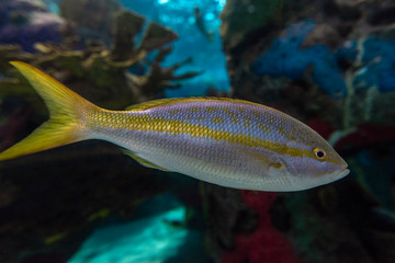 Sea fish in aquarium