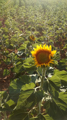 Field sown with sunflowers. Agricultural landscape in the center of Spain. Sprouting plants under the sun's rays. Light and warm atmosphere.