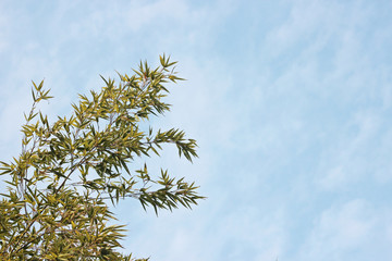 겨울 대나무 잎