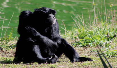 Sitting Bonobo