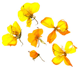 Eschscholzia californica cup gold dry flowers in bloom, orange pressed petals. Flat yellow nasturtium macro curved shape isolated on white background, top view