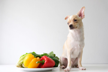 Chihuahua is sitting on a table with a colorful vegetable bowl.