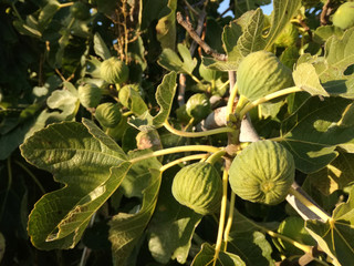 The second fruit of the fig tree, edible with green skin and soft, sweet flesh with many seeds. Horticultural Spanish.  Figs.