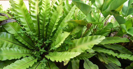 Green leaves of Bird nest fern in nursery garden farm plant background - Asplenium nidus fern nest