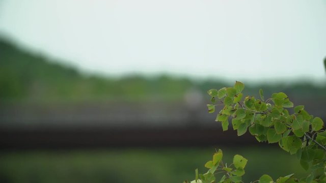People walking along a bridge come into focus.