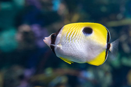 The teardrop butterflyfish (Chaetodon unimaculatus ) - tropical coral fish