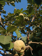 Horticulture industry. Quince fruit tree. Natural yellow and vivid green colors growing under the sun of Spain. Healthy food. Nutritious product that is not usually eaten raw, despite being sweet.