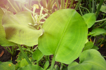 Limnocharis flava plant / leaves of limnocharis flava in marsh nature for local vegetable in asia