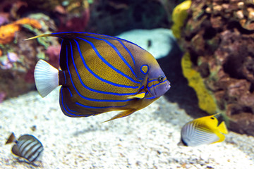 Annularis Angelfish (Pomacanthus annularis) , coral fish,