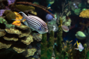 Lamarck`s Angelfish, Genicanthus lamarck - tropical sea and ocean fish.