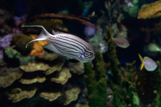 Lamarck`s Angelfish, Genicanthus lamarck - tropical sea and ocean fish.