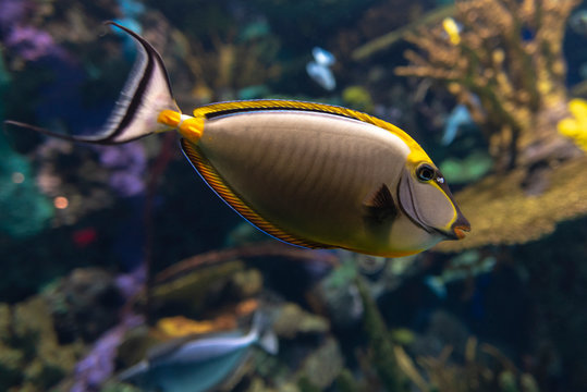 Naso lituratus - barcheek unicornfish, coral fish.Close up,detail