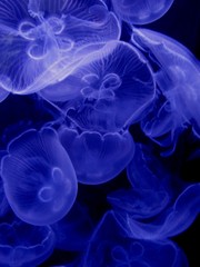 Jellyfish floating