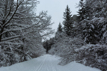 Winter forest and ski landscape