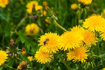 beautiful yellow dandelions in the natural environment