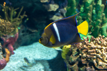 Fototapeta na wymiar Asfur Angelfish (Pomacanthus asfur) - coral fish ,drtail, close up
