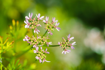 green Coriander field