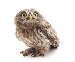 One small owl.