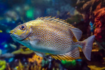 Yellow Spot rabbitfish Siganus guttatus - tropical sea fish