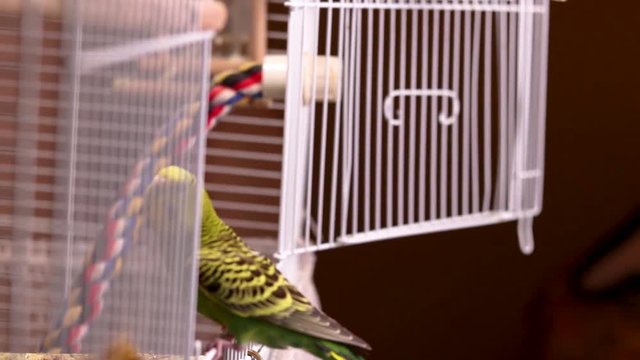 Slow motion side view of the cage as the green budgie enters it in flight. It quickly goes inside to join his brothers and sisters.