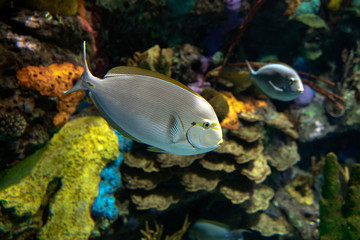Fototapeta na wymiar Yellowfin surgeonfish- Acanthurus xanthopterus, coral fish