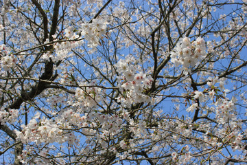 桜と青空