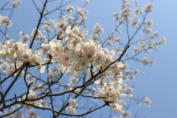 桜と青空