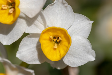 Narcissus blooming in the park in Sumida Ward, Tokyo, Japan