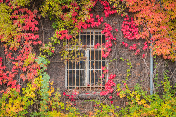 Fototapeta na wymiar Red ivy on house with white window