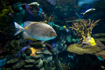 Naklejka na ściany i meble Yellow Spot rabbitfish Siganus guttatus - tropical sea fish