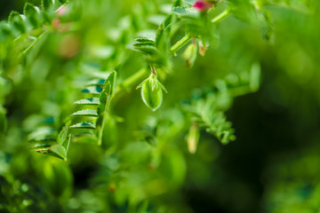 Fresh Green Chickpeas field , Chick peas also known as harbara or harbhara in hindi and Cicer is scientific name,