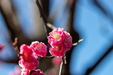 Pink plum blossoms blooming in Mukojima, Sumida-city, Tokyo, Japan
