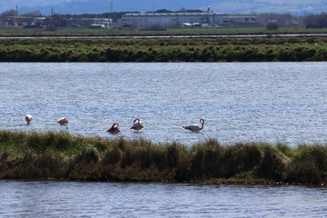 cervia