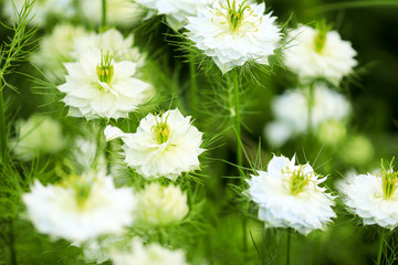 Jungfer im Grünen (Nigella damascena)