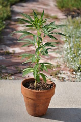 Solitary Marijuana Plant