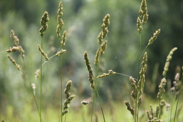 grass on a background