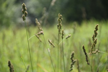 wild flowers in the field