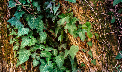 Magic background with ivy