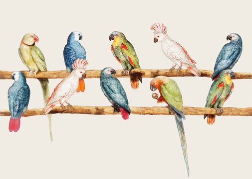 Parrot variety in vintage style