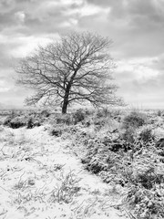 Winter scene with bald tree in snow covered heath-land, Regte Heide, Goirle, The Netherlands.