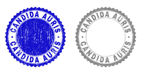 Grunge CANDIDA AURIS stamp seals isolated on a white background. Rosette seals with grunge texture in blue and grey colors. Vector rubber imitation of CANDIDA AURIS label inside round rosette.
