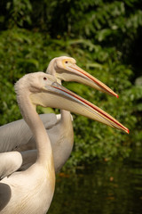Great White Pelican(Pelecanus onocrotalus)
