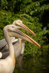 Great White Pelican(Pelecanus onocrotalus)