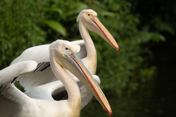 Great White Pelican(Pelecanus onocrotalus)