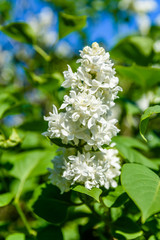 Blossoming branches of the white lilac tree on spring