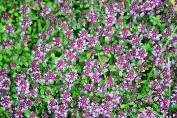 Flowering thyme during summer season	