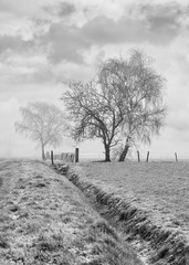 Misty agricultural scenery with beautiful shaped trees and ditch in a frozen field, Ravels,...