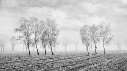 Misty agricultural scenery with beautiful shaped willow trees in a frozen field, Ravels, Flanders,...